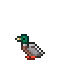 B Mallard Duck.png