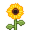 B Sunflower Top.png