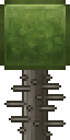 UmbraPineTree.png